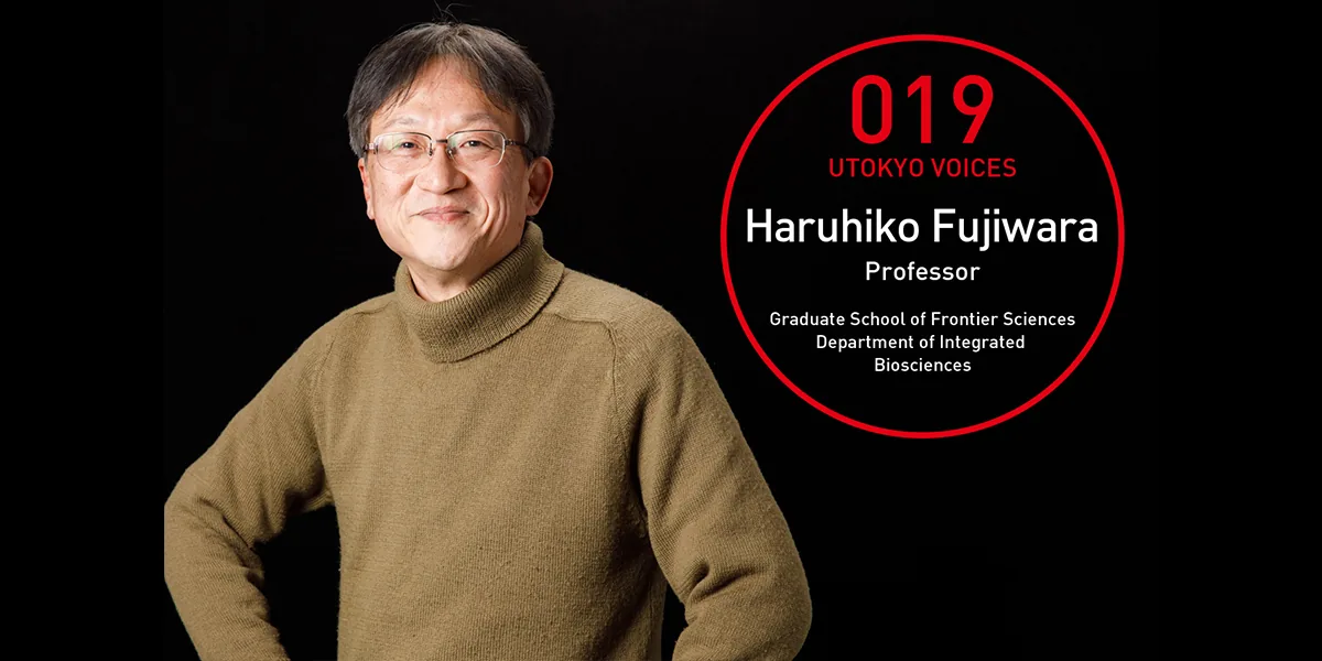 藤原晴彦