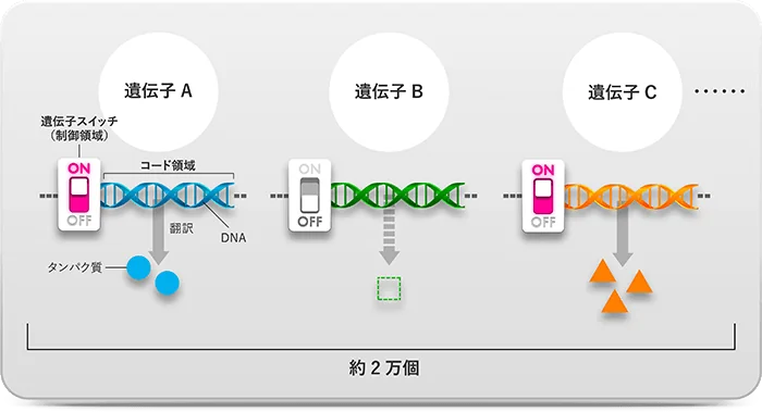 遺伝子はスイッチによって制御されている