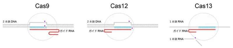 Casタンパク質を用いた革新技術