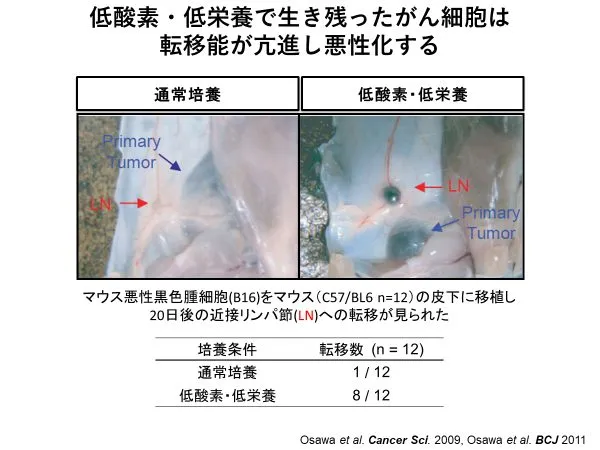図1_低酸素・低栄養の環境下で生き残ったがん細胞は、転移能が亢進し悪性化する