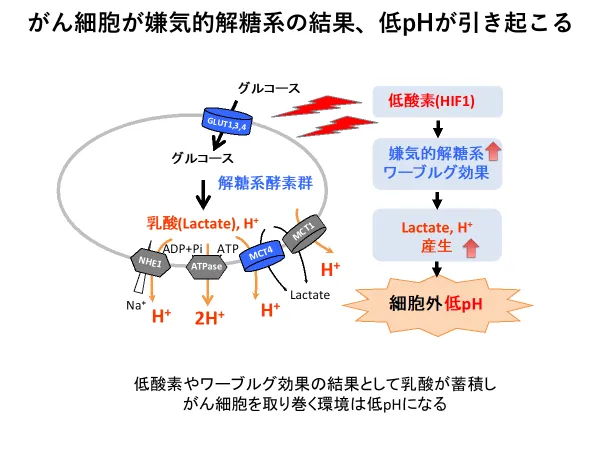がん細胞が嫌気的解糖系の結果、低pHになる